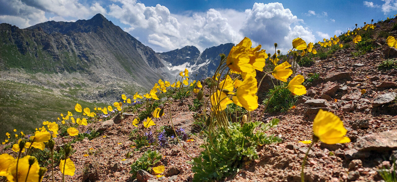 Trekking w Tien-Szan, Góry Niebiańskie w Kirgistanie. Kwiaty na przełęczy.