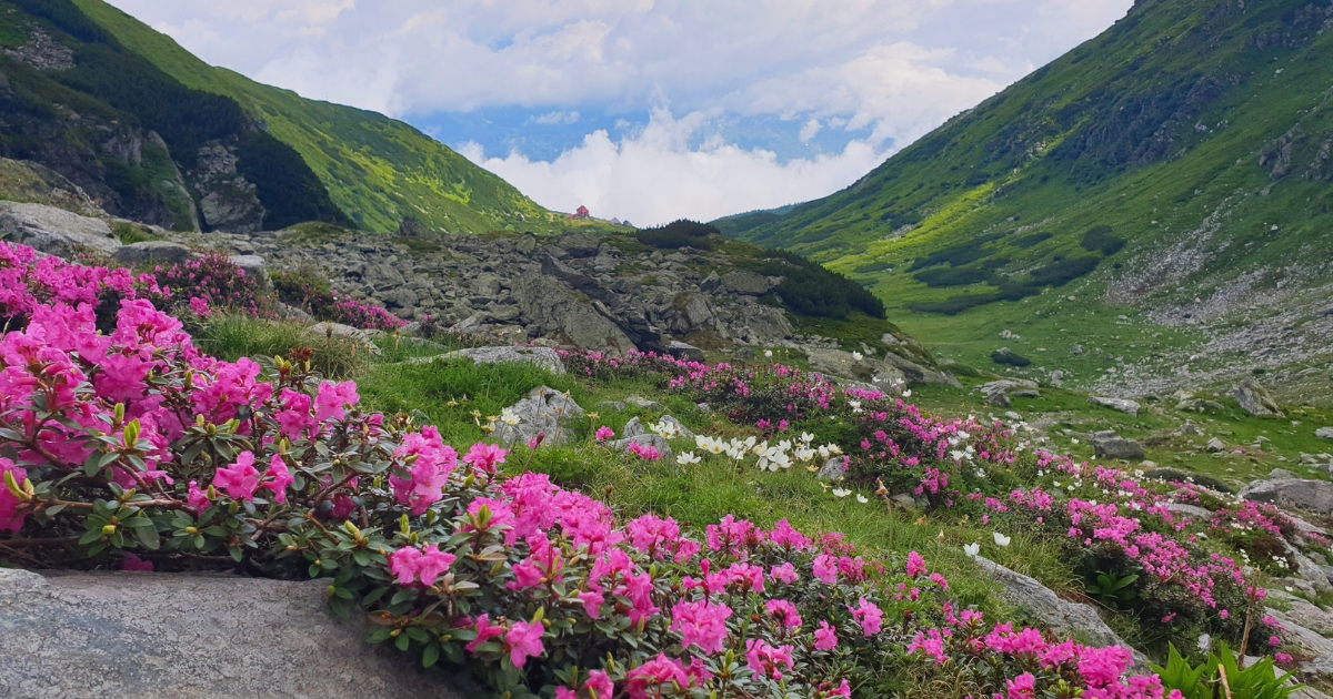 Rumunia – Góry Rodniańskie – trekking w Karpatach Wschodnich