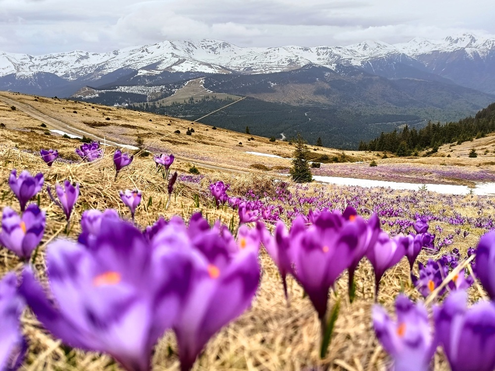Górska Majówka w Rumunii – Informator